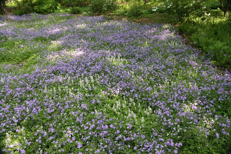 PHLOX STOLONIFERA BLUE RIDGE