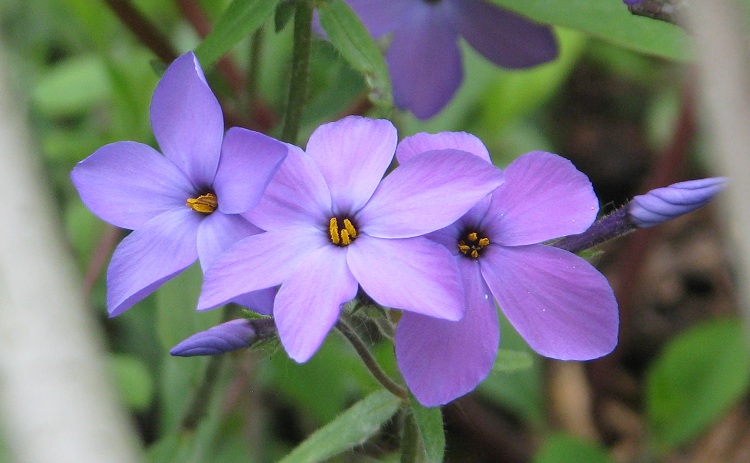 PHLOX STOLONIFERA BLUE RIDGE