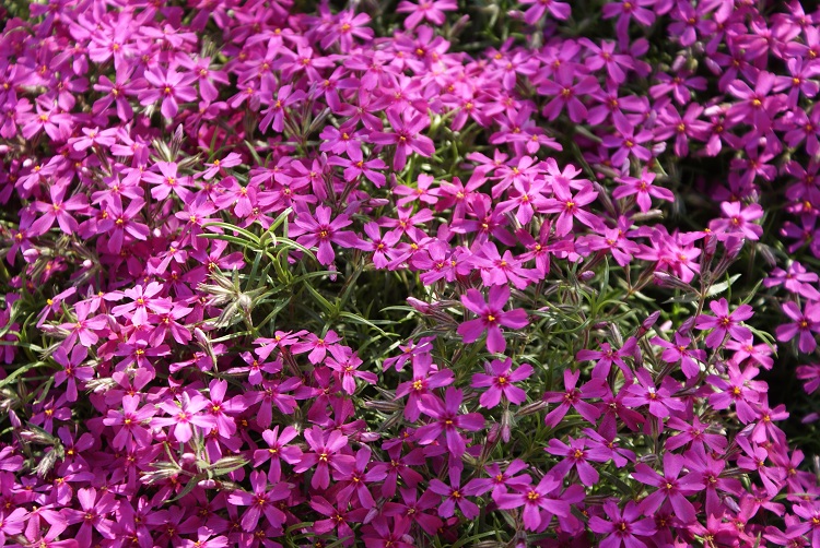 PHLOX SUBULATA ATROPURPUREA