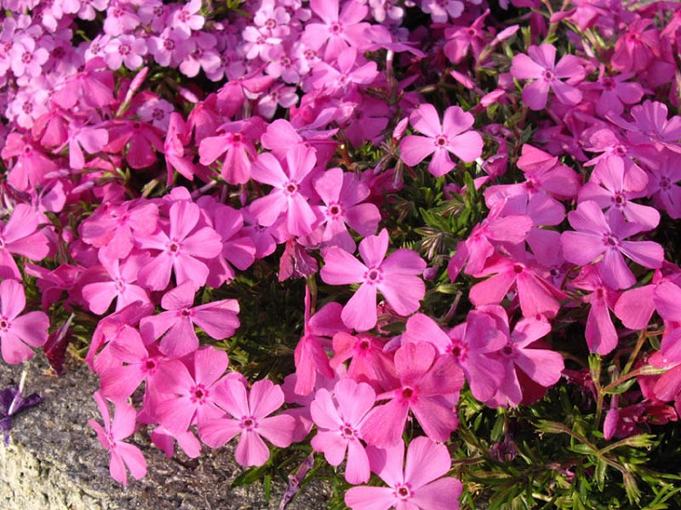 PHLOX SUBULATA MCDANIEL'S CUSCHION
