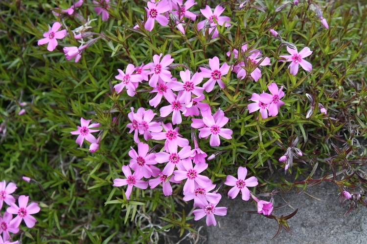 PHLOX SUBULATA MOERHEIMII