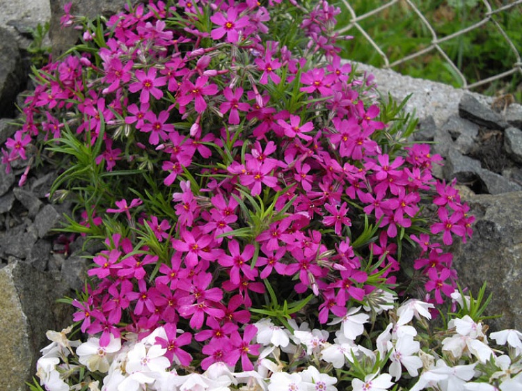 PHLOX SUBULATA ROTRAUD