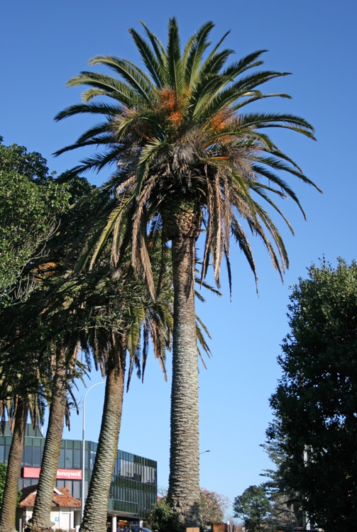 PHOENIX CANARIENSIS