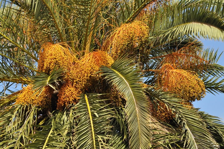 PHOENIX CANARIENSIS