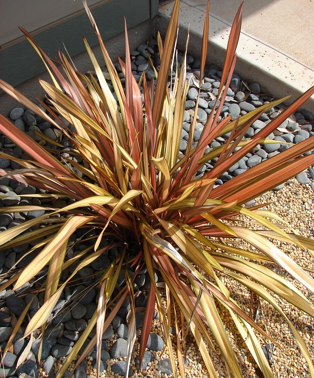 PHORMIUM APRICOT QUEEN