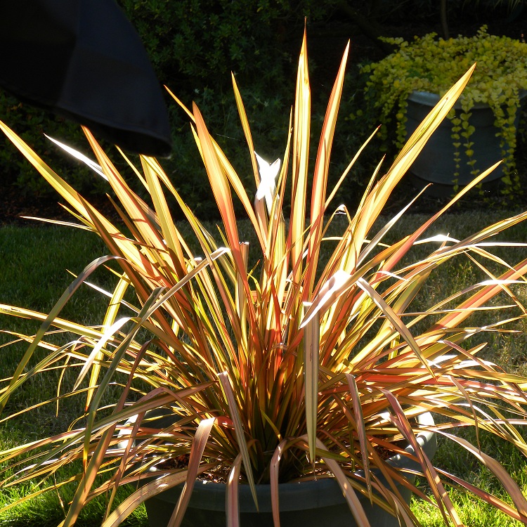 PHORMIUM APRICOT QUEEN