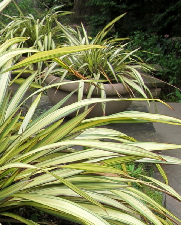 PHORMIUM COOKIANUM YELLOW WAVE