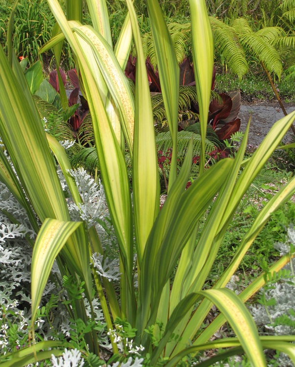 PHORMIUM COOKIANUM YELLOW WAVE