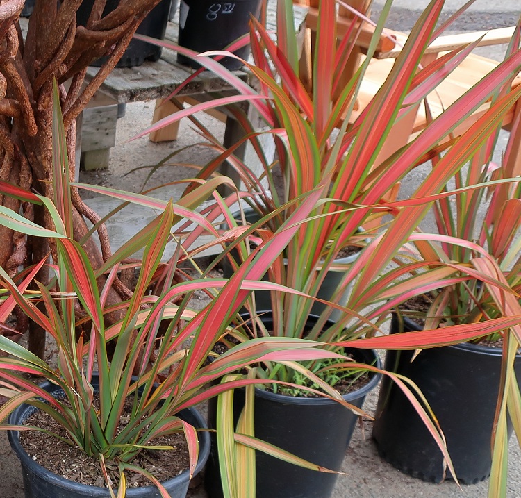 PHORMIUM JESTER