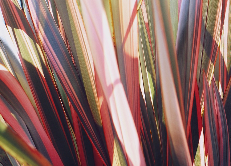 PHORMIUM COOKIANUM RAINBOW MAIDEN