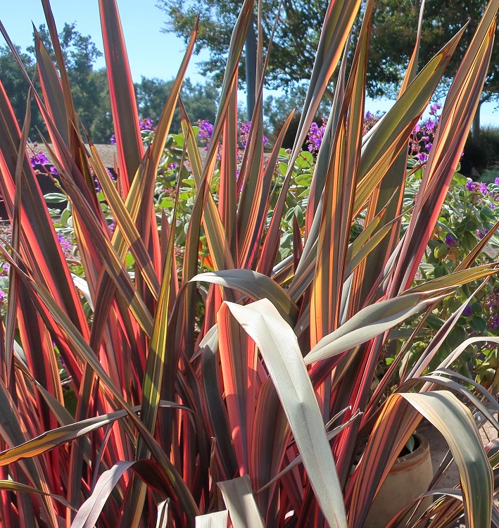 PHORMIUM COOKIANUM RAINBOW MAIDEN