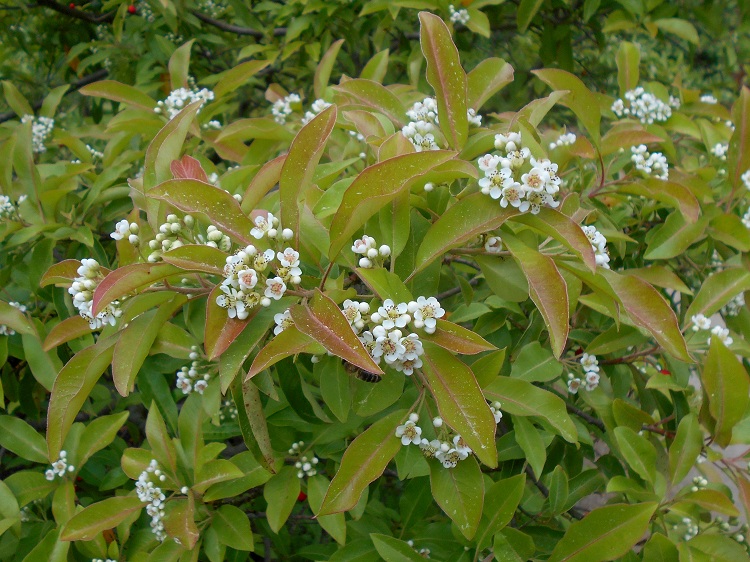 PHOTINIA DAVIDIANA (STRANVESIA)