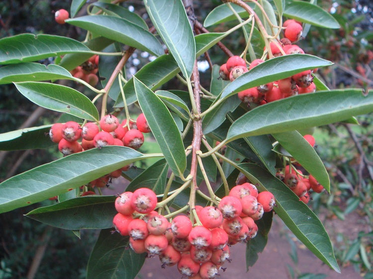 PHOTINIA DAVIDIANA (STRANVESIA)