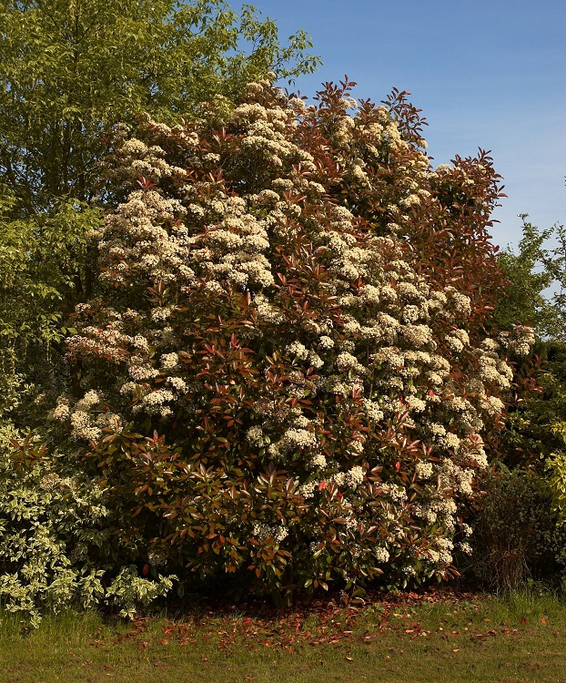 PHOTINIA X FRASERI RED ROBIN
