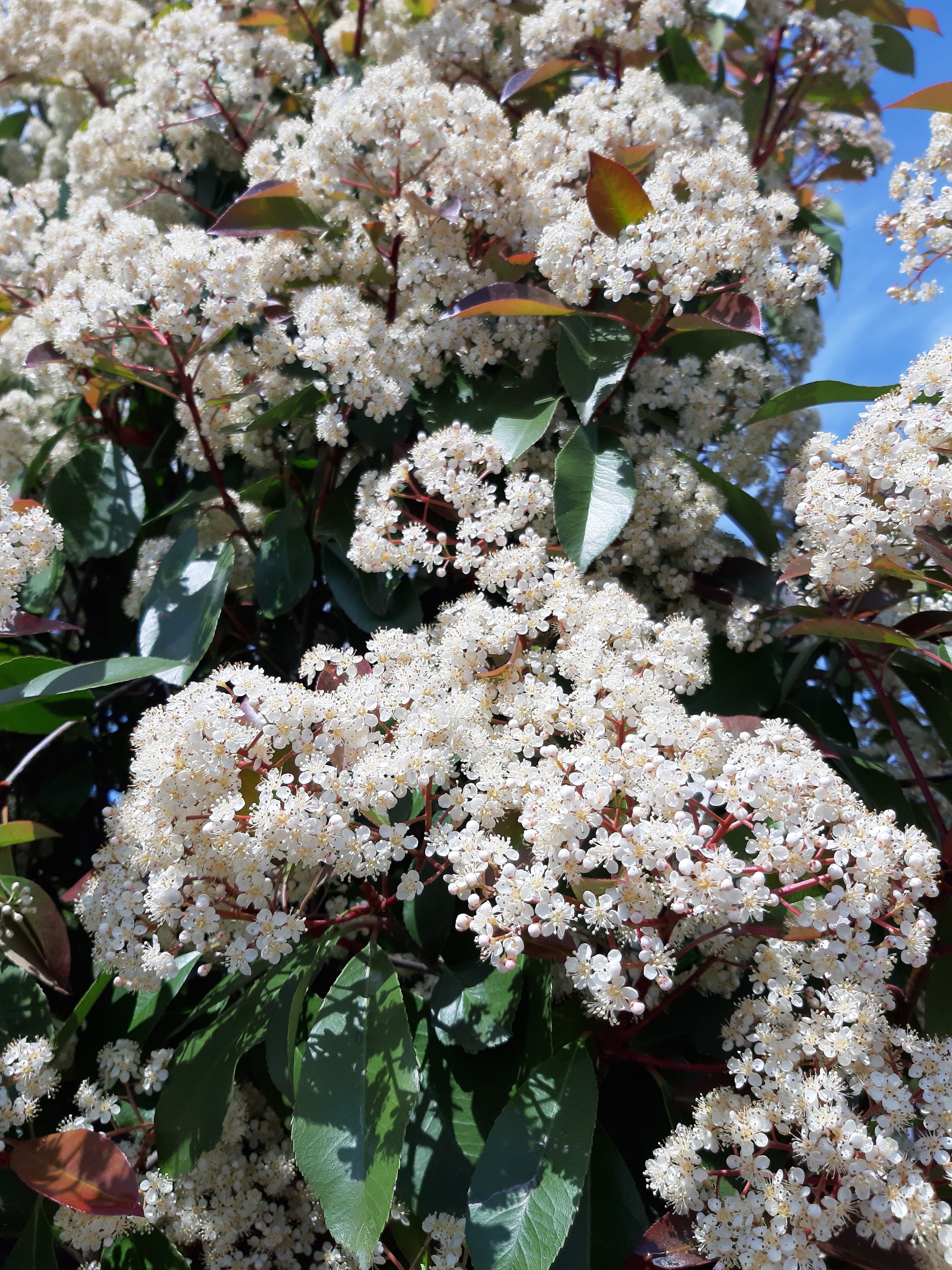PHOTINIA X FRASERI RED ROBIN