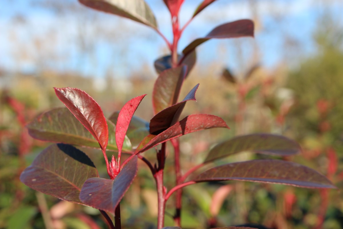 PHOTINIA X FRASERI RED ROBIN