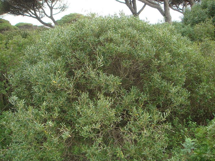 PHILLYREA ANGUSTIFOLIA