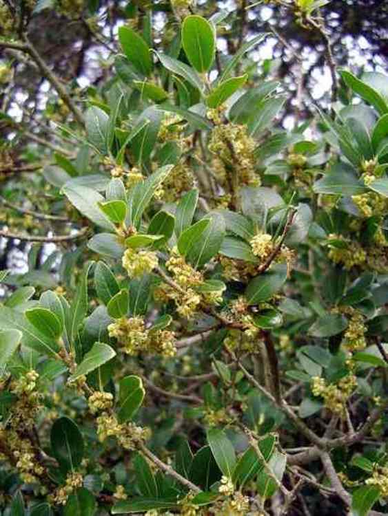 PHILLYREA LATIFOLIA