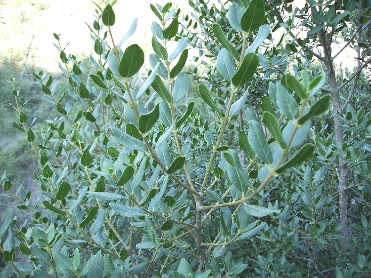 PHILLYREA LATIFOLIA