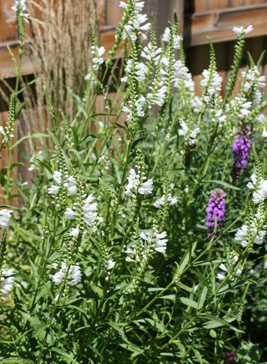 PHYSOSTEGIA VIRGINIANA SCHNEEKRONE