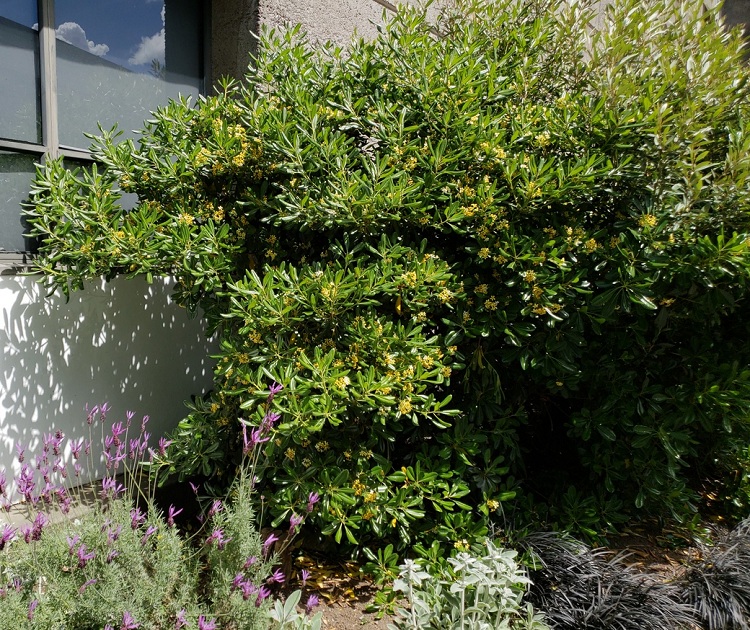 PITTOSPORUM TOBIRA
