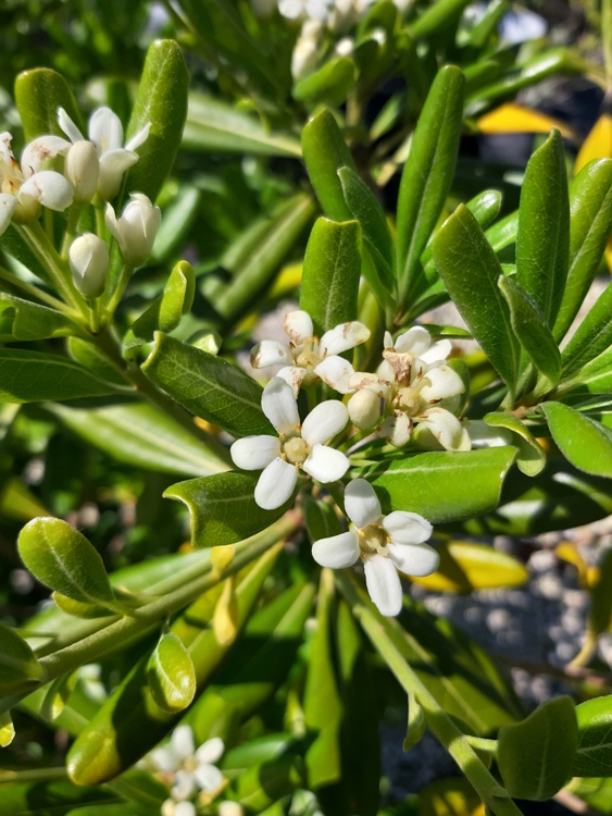 PITTOSPORUM TOBIRA