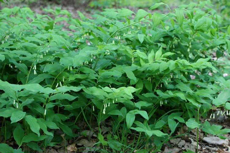 POLYGONATUM MULTIFLORUM