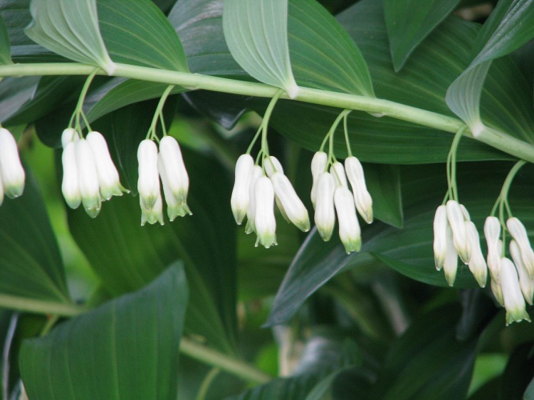 POLYGONATUM MULTIFLORUM