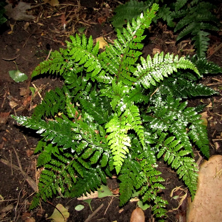 POLYSTICHUM POLYBLEPHARUM