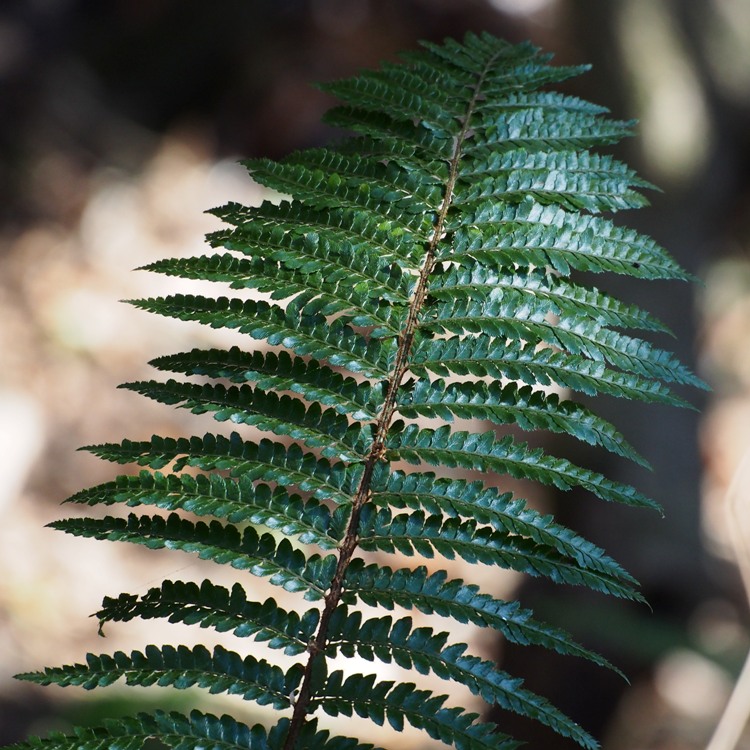 POLYSTICHUM POLYBLEPHARUM