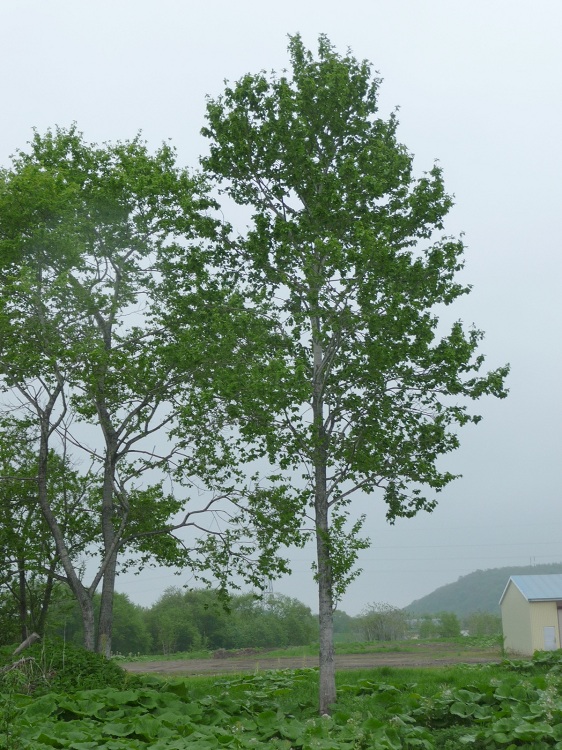 POPULUS TREMULA