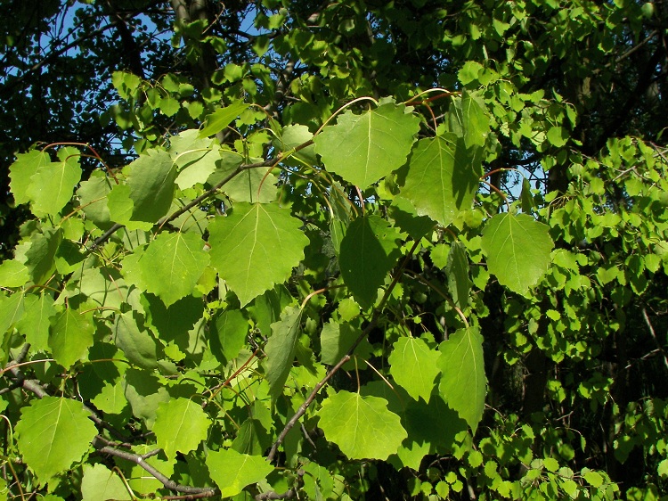POPULUS TREMULA