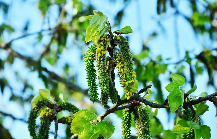 POPULUS TREMULA