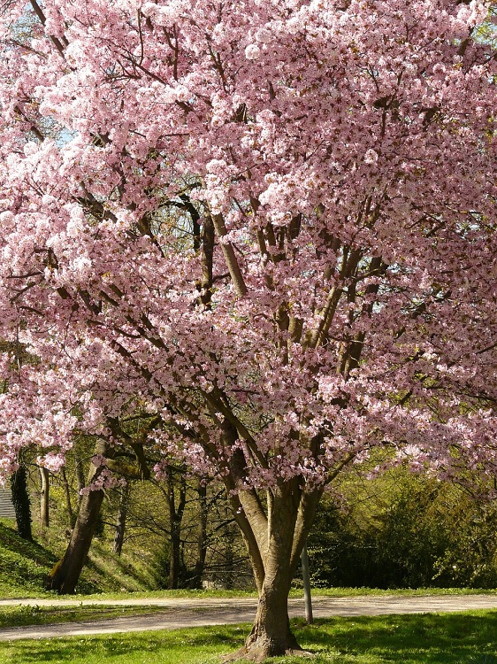 PRUNUS ACCOLADE