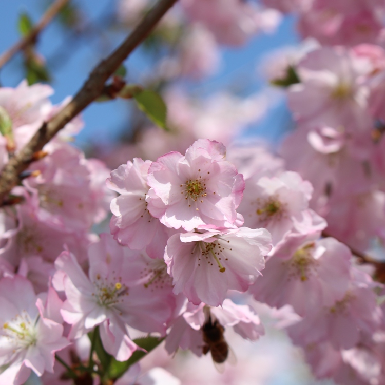 PRUNUS ACCOLADE