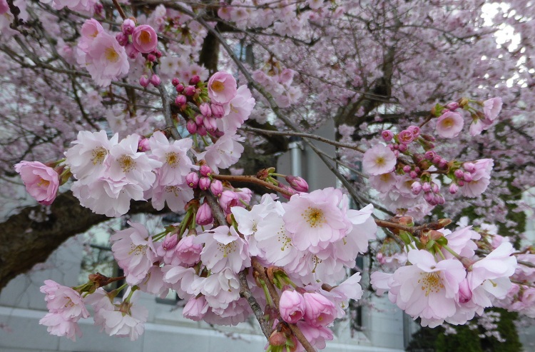 PRUNUS ACCOLADE