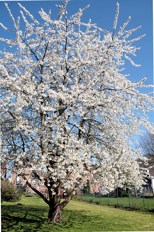 PRUNUS AVIUM PLENA