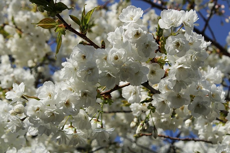 PRUNUS AVIUM PLENA