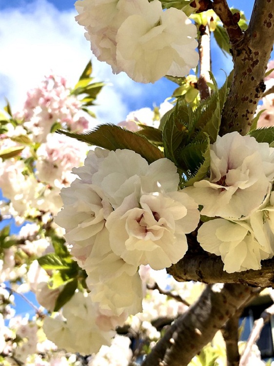 PRUNUS AVIUM PLENA