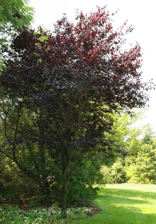 PRUNUS PISSARDII CRIMSON POINT ALBERETTO