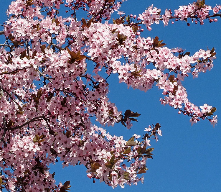 PRUNUS PISSARDII CRIMSON POINT ALBERETTO