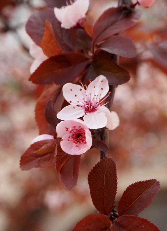 PRUNUS PISSARDII CRIMSON POINT ALBERETTO