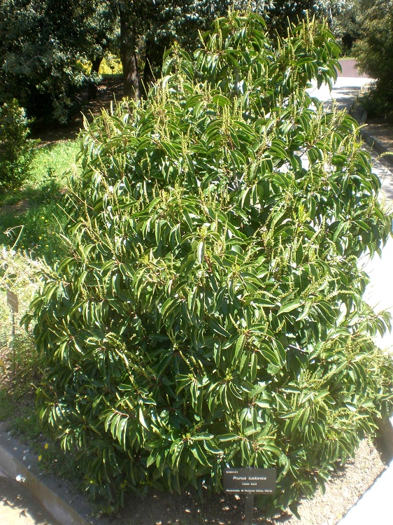 PRUNUS LUSITANICA ANGUSTIFOLIA