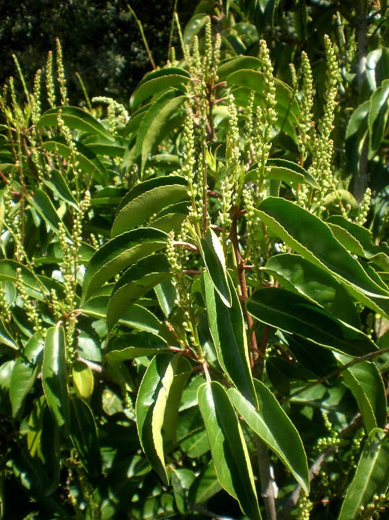 PRUNUS LUSITANICA ANGUSTIFOLIA