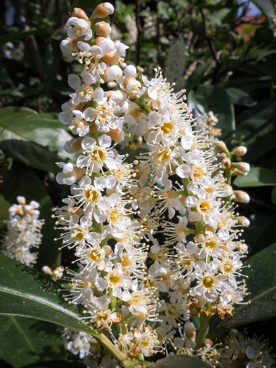 PRUNUS LUSITANICA ANGUSTIFOLIA