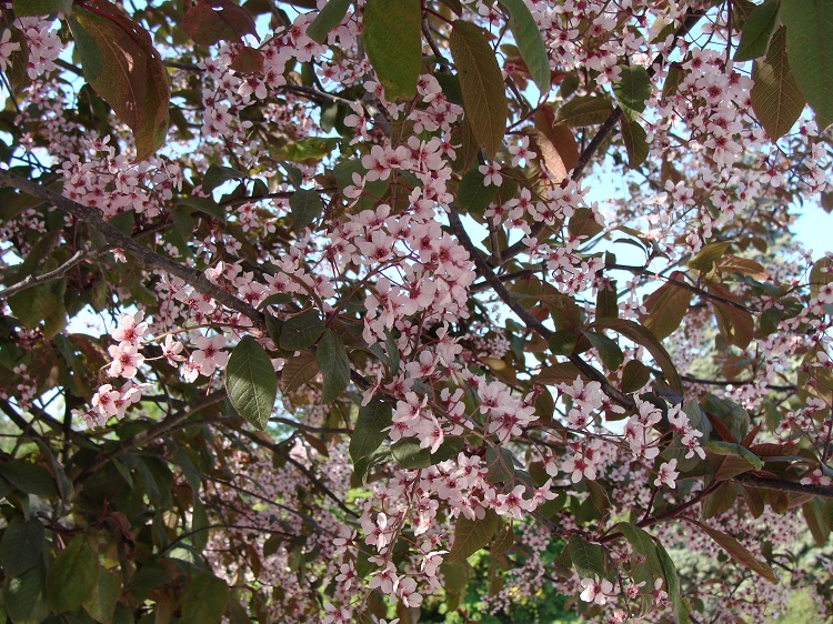 PRUNUS PADUS COLORATA