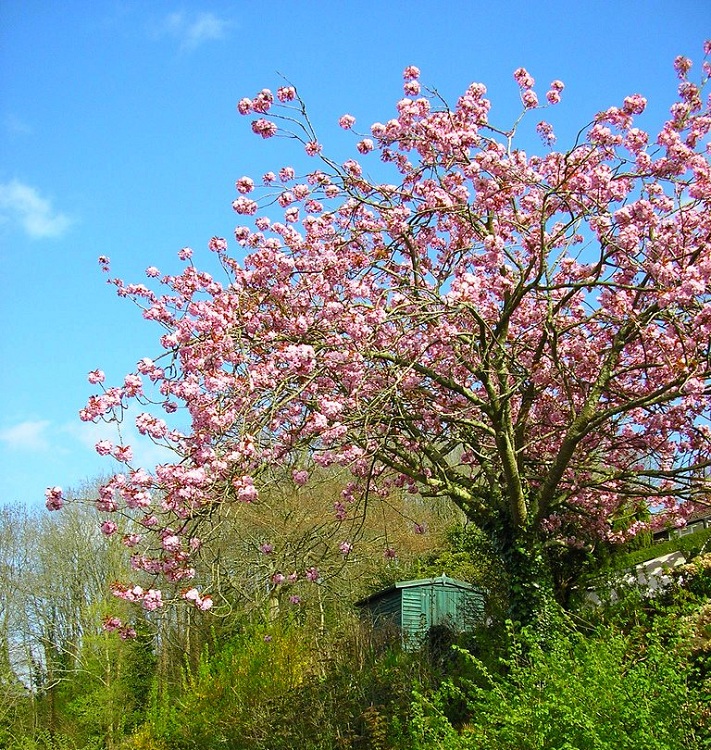 PRUNUS SERRULATA KANZAN