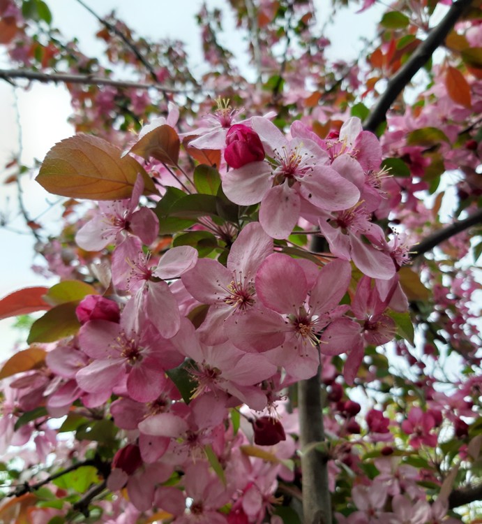 PRUNUS SERRULATA KANZAN