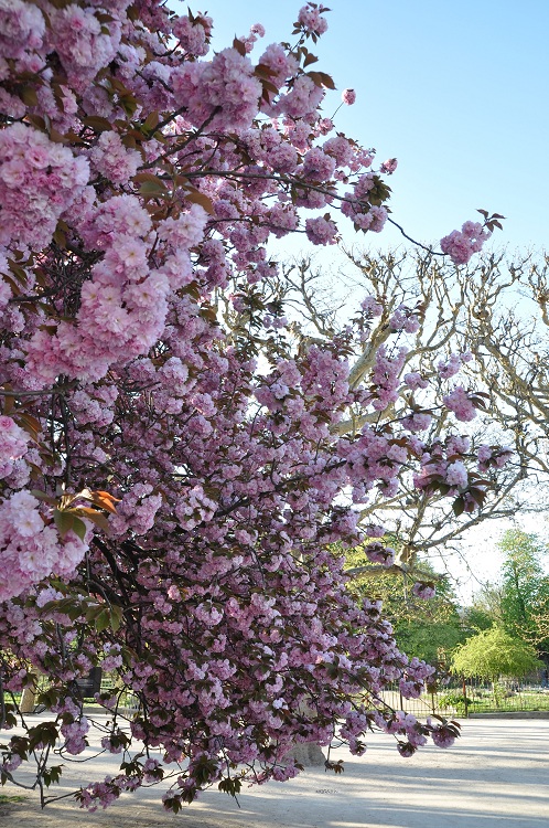 PRUNUS SERRULATA KANZAN