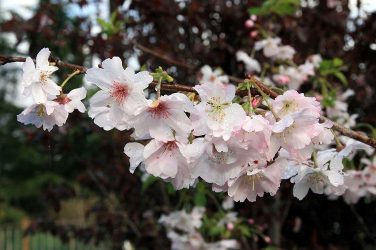 PRUNUS SUBHIRTELLA AUTUMNALIS